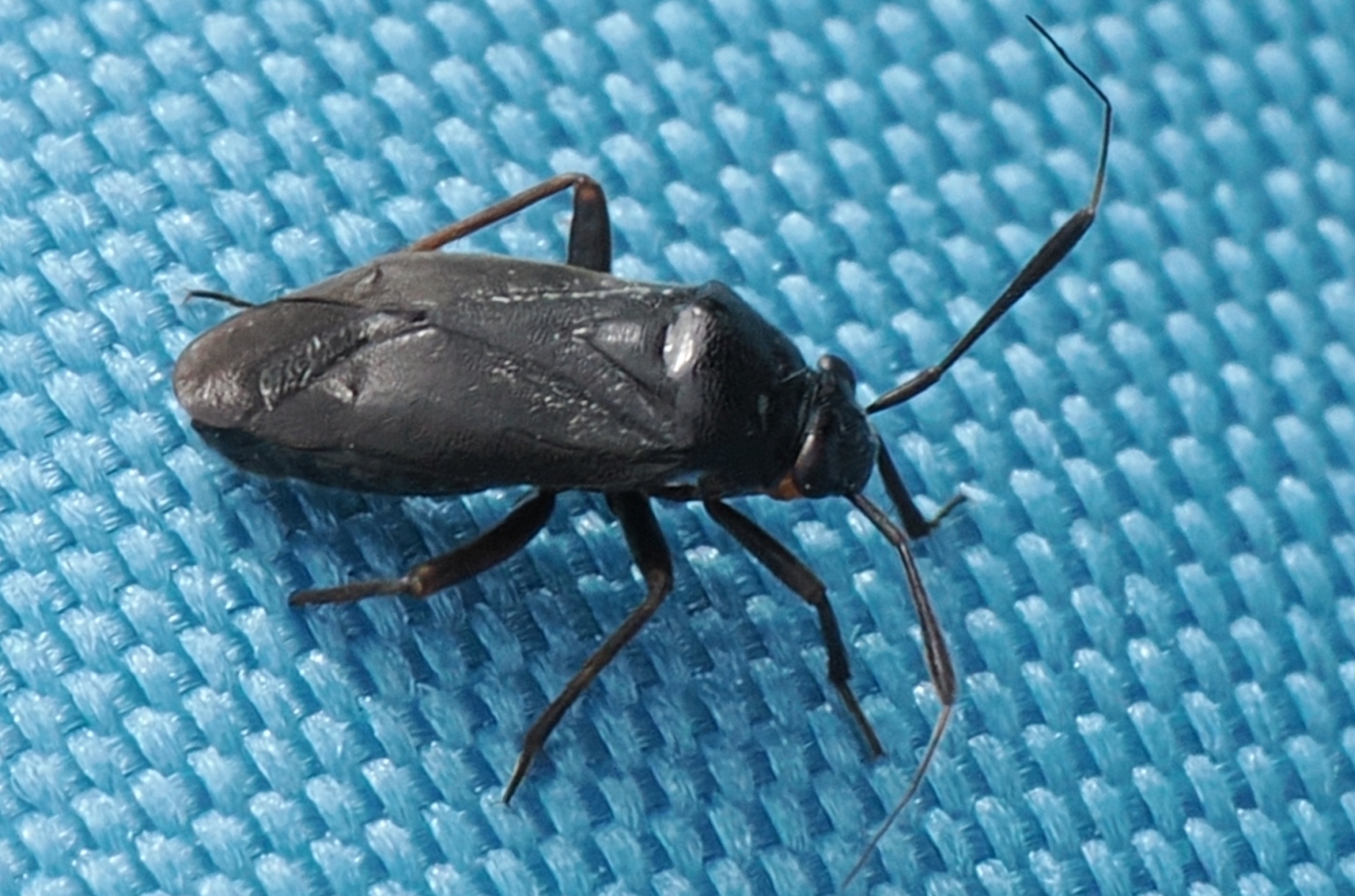 Capsus-ater